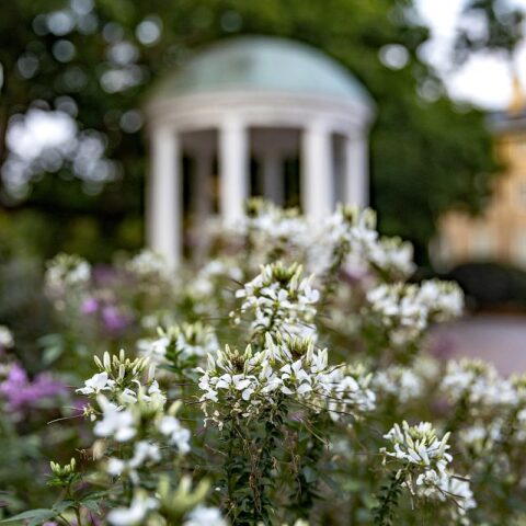 Old Well in the spring